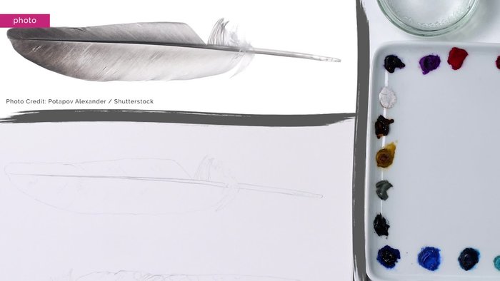 Pencil Sketch: Lightly sketch the feather outline, central rachis, and prominent barbs.
