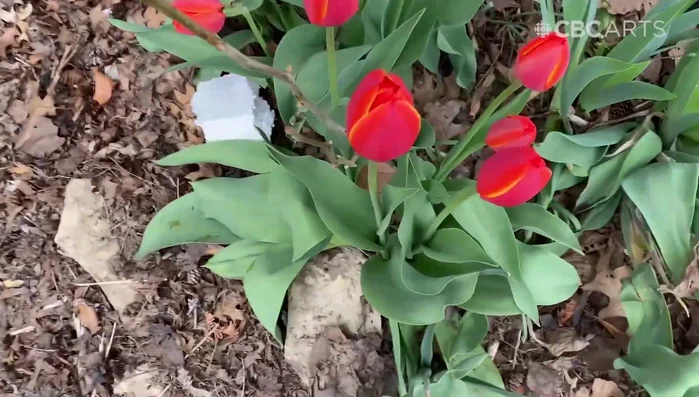 Let the painted shapes dry.