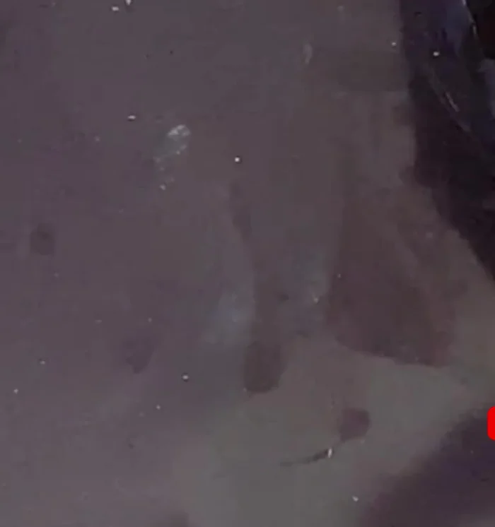 Shape the bird's body. Use a reference image for easier shaping.