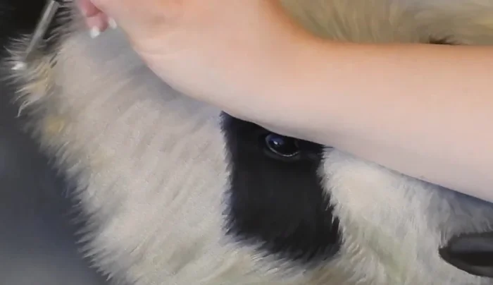 Building lighter fur: Using an angled brush and an off-white color (toned down with titanium buff), create layered fur strokes, varying each stroke direction for realism.