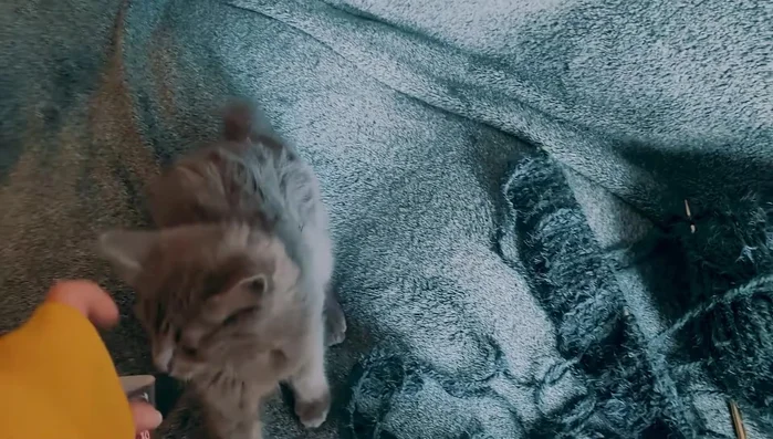 Continue knitting in stockinette stitch (knit one row, purl one row, repeat) until the hood is wide enough to fit around your head.