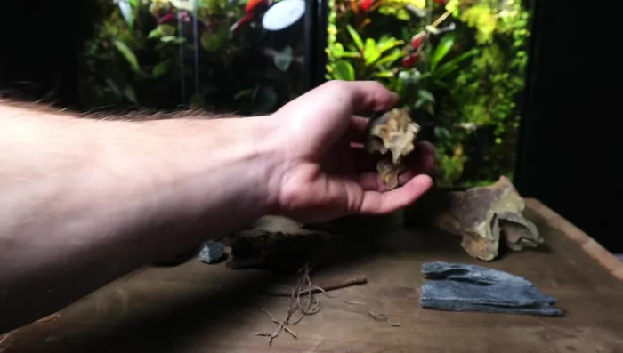 Plant your chosen plant(s). Create a small hole for the stem and gently place the plant in the substrate.