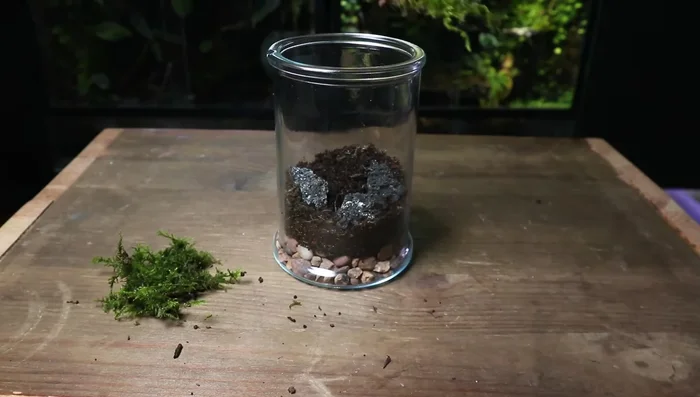 Plant your chosen plant(s). Create a small hole for the stem and gently place the plant in the substrate.