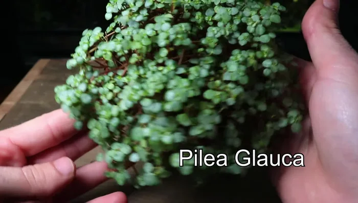 Plant your chosen plant(s). Create a small hole for the stem and gently place the plant in the substrate.