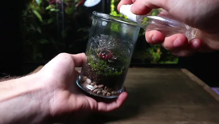 Place the terrarium under an LED grow light or in a bright spot with indirect sunlight.