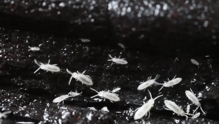 Place the terrarium under an LED grow light or in a bright spot with indirect sunlight.