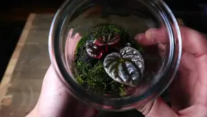 Beginner's Guide to Creating a Thriving Terrarium: A Step-by-Step Tutorial