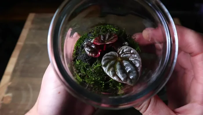 Place the terrarium under an LED grow light or in a bright spot with indirect sunlight.